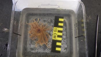 Media type: image;   Invertebrate Zoology 153117 Description: live specimen;